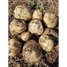 [한가득팜] 겨울수확 산지직송 제주 햇 감자 화산토에서 자란 탐라 대지마 감자 5kg